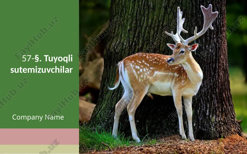 tuyoqli sutemizuvchilar. 7- sinf — ZIP