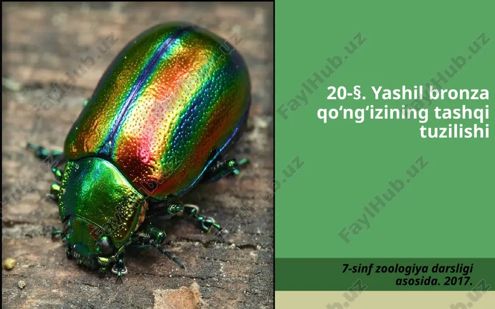 yashil bronza qo‘ng‘izining tashqi tuzilishi. 7- sinf — ZIP