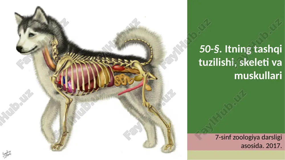 itning tashqi tuzilishi, skeleti va muskullari. 7- sinf — ZIP
