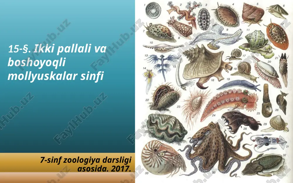 ikki pallali va boshoyoqli mollyuskalar sinfi. 7- sinf — ZIP