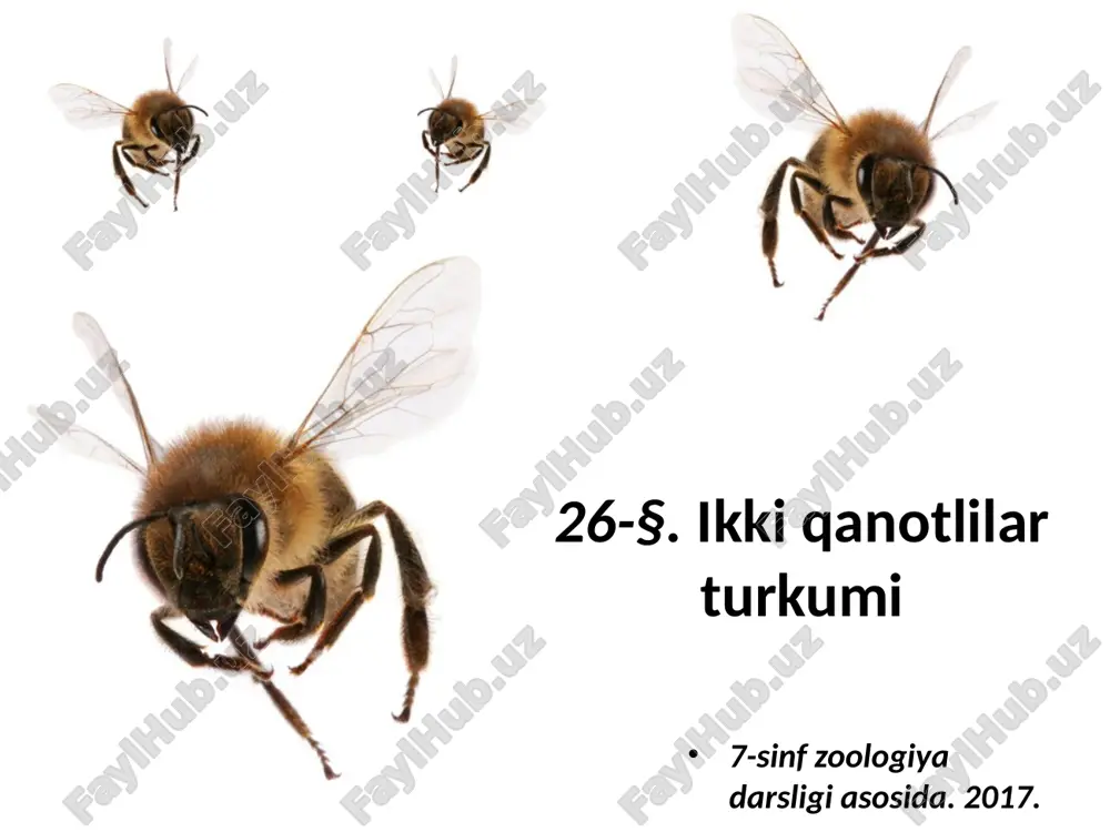 ikki qanotlilar turkumi. 7- sinf — ZIP
