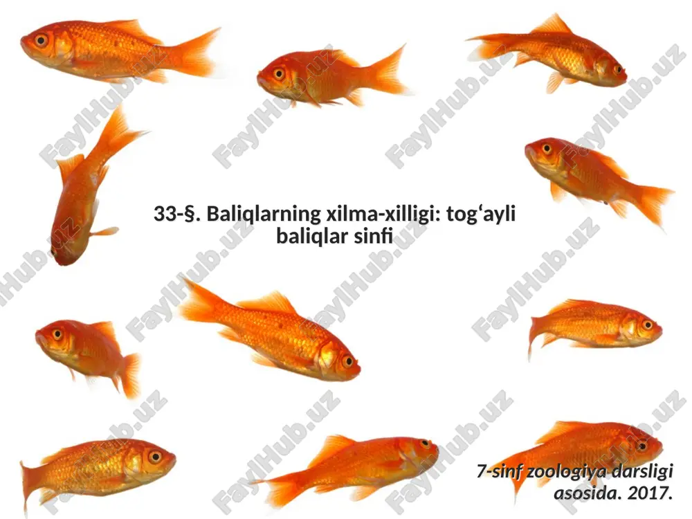 baliqlarning xilma-xilligi tog‘ayli baliqlar sinfi. 7- sinf — ZIP