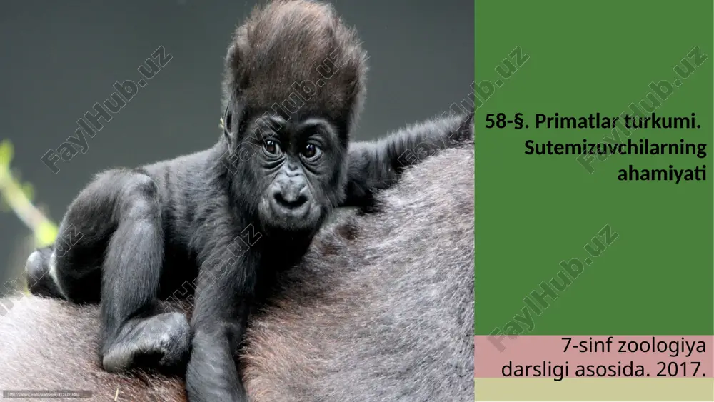 primatlar turkumi. sutemizuvchilarning ahamiyati. 7- sinf — ZIP