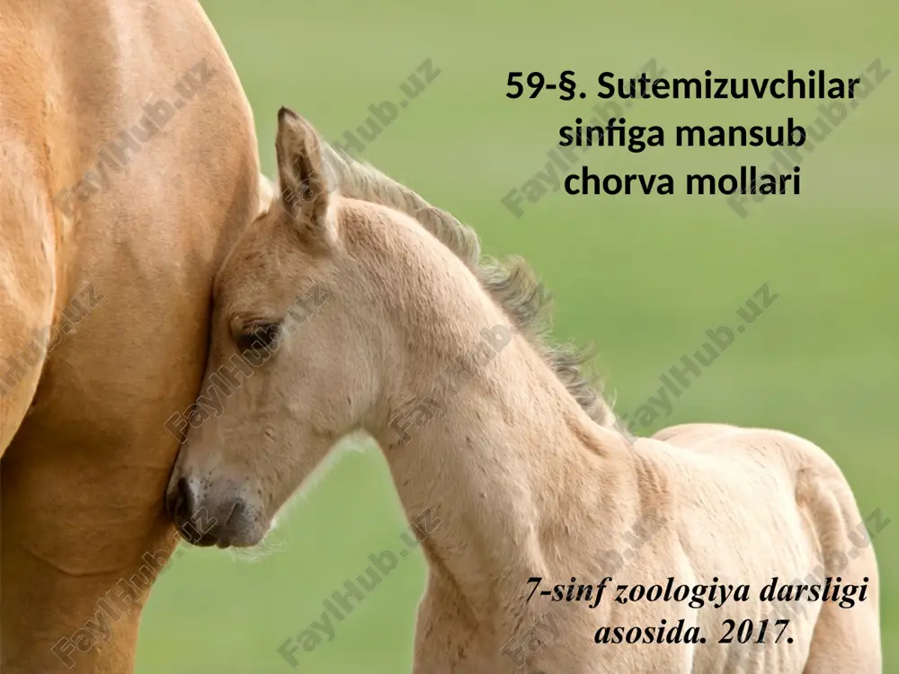 sutemizuvchilar sinfiga mansub chorva mollari. 7- sinf — ZIP