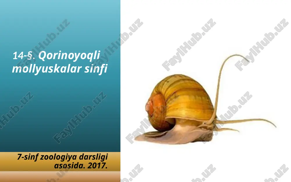 qorinoyoqli mollyuskalar sinfi. 7- sinf — ZIP