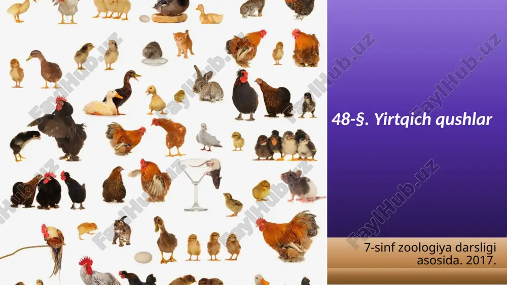 yirtqich qushlar. 7- sinf — ZIP