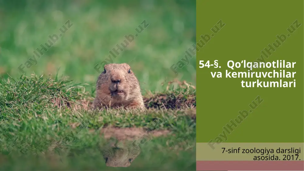 qo‘lqanotlilar va kemiruvchilar turkumlari. 7- sinf — ZIP