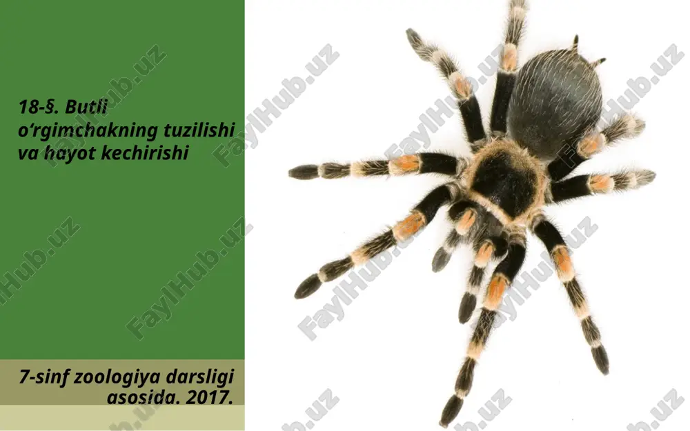 butli o‘rgimchakning tuzilishi va hayot kechirishi. 7- sinf — ZIP