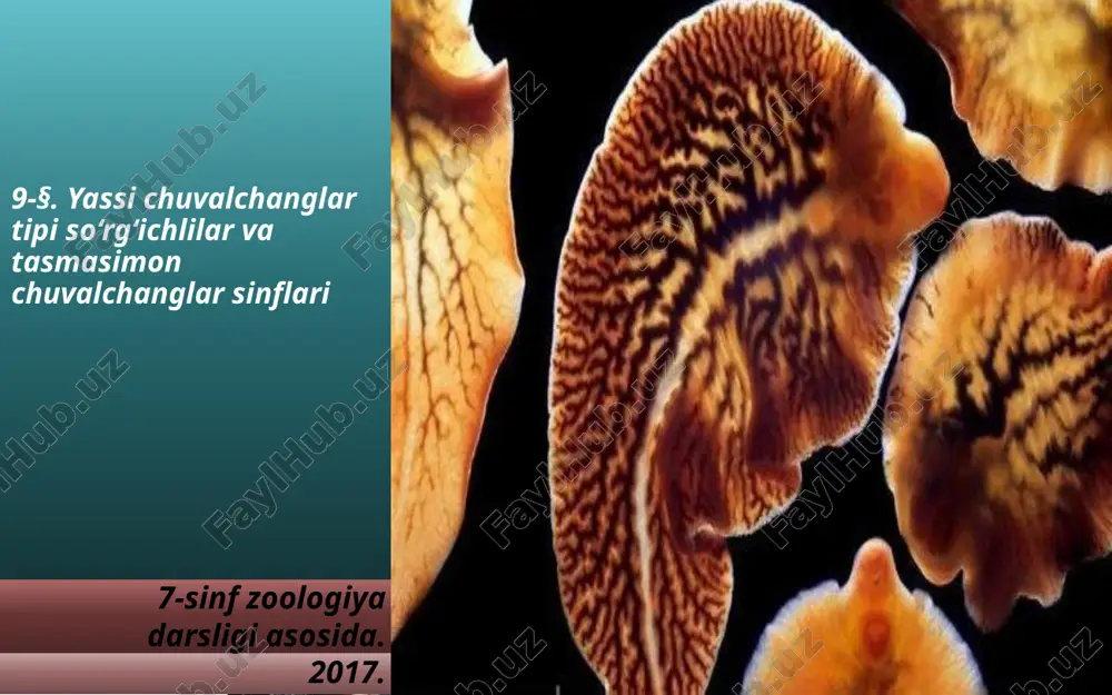 yassi chuvalchanglar tipi so‘rg‘ichlilar va tasmasimon chuvalchanglar sinflari. 7- sinf — ZIP