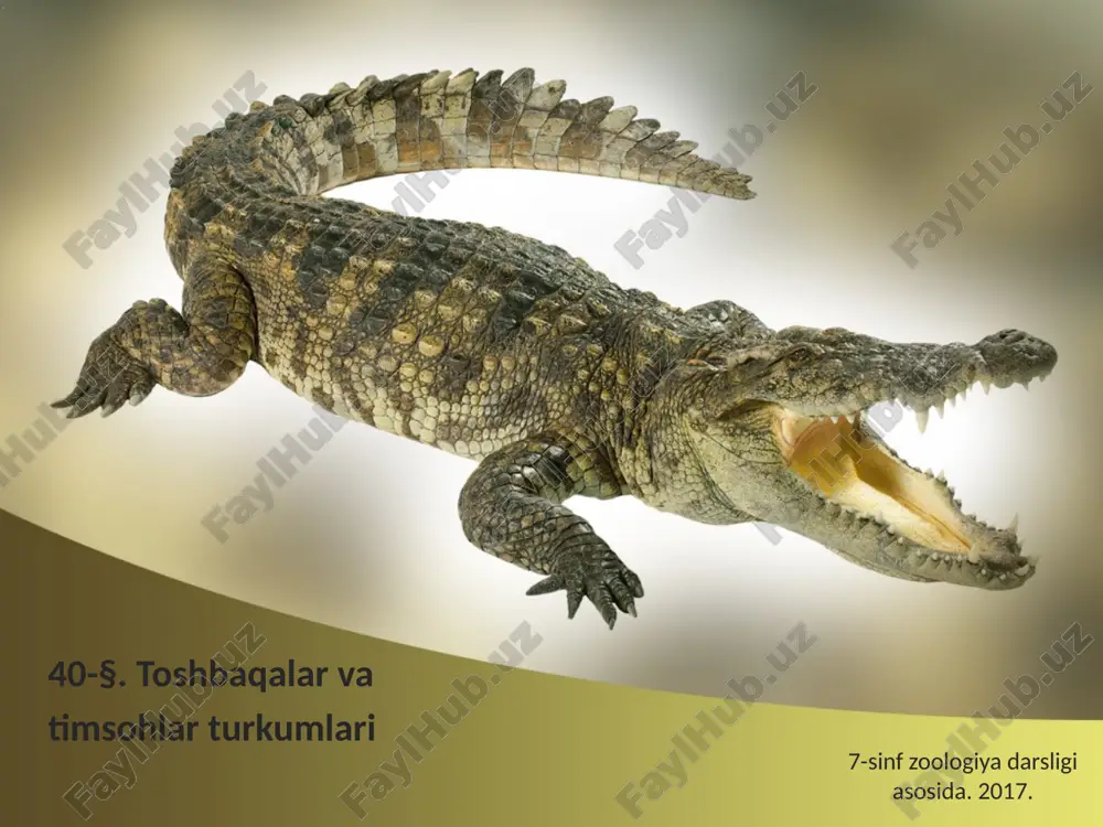 toshbaqalar va timsohlar turkumlari. 7- sinf — ZIP