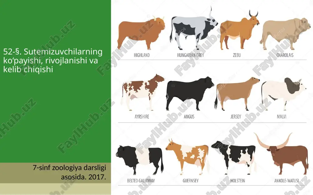 sutemizuvchilarning ko‘payishi, rivojlanishi va kelib chiqishi. 7- sinf — ZIP
