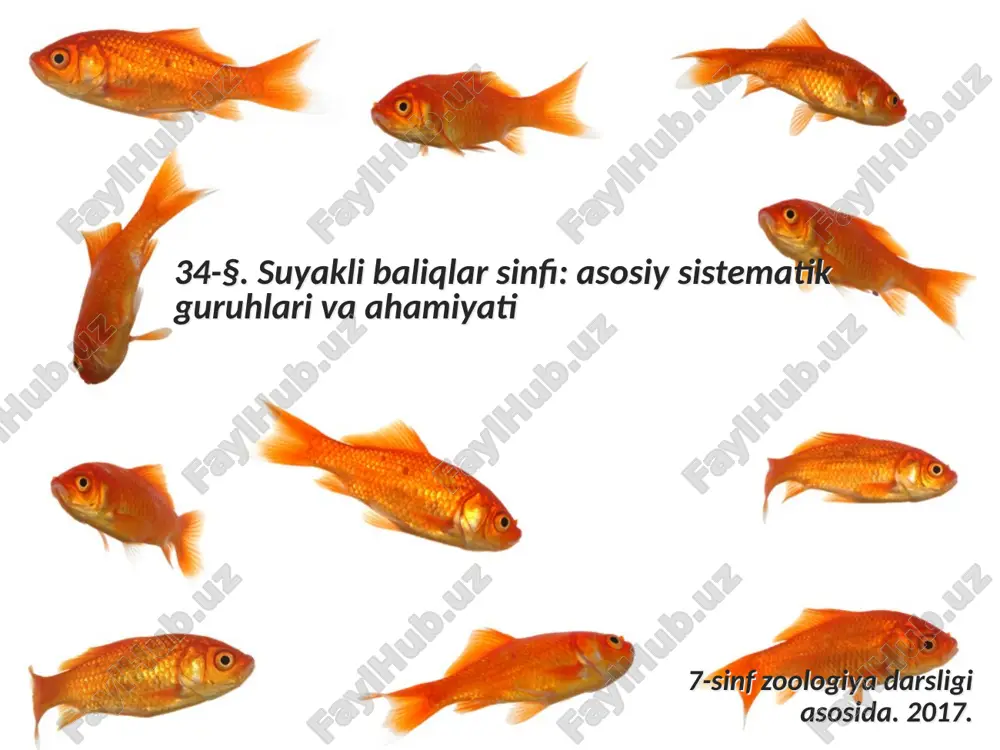 suyakli baliqlar sinfi asosiy sistematik guruhlari va ahamiyati. 7- sinf — ZIP