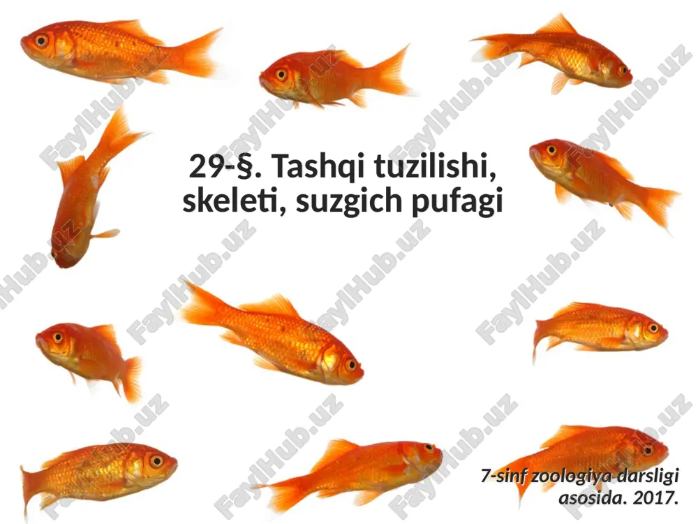 tashqi tuzilishi, skeleti, suzgich pufagi. 7- sinf — ZIP