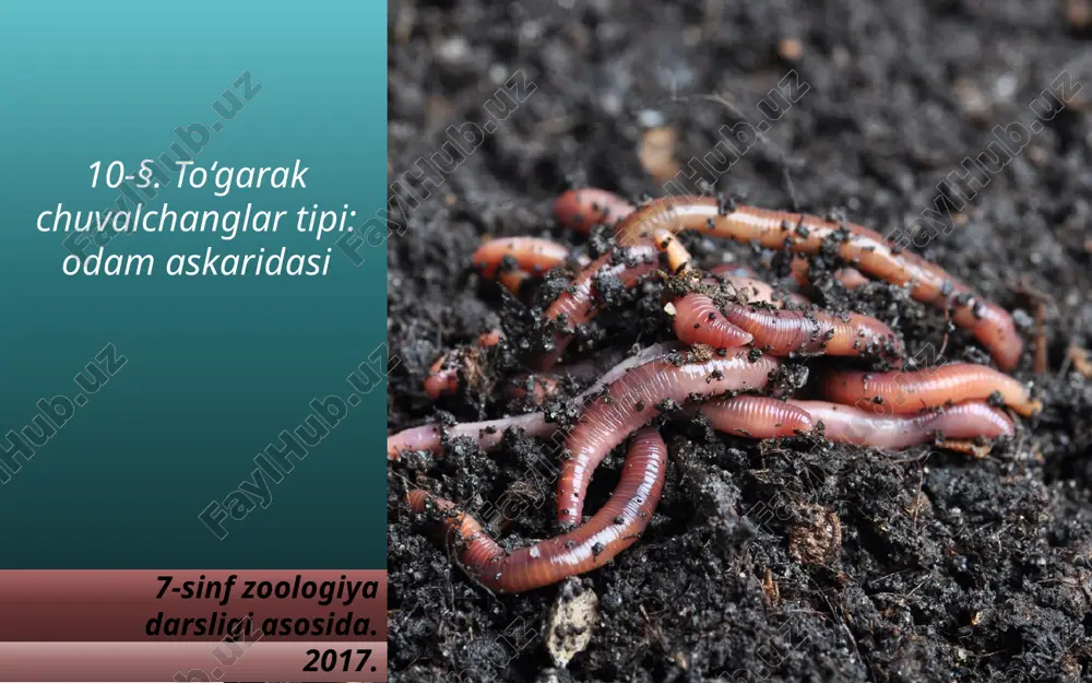 to‘garak chuvalchanglar tipi odam askaridasi. 7- sinf — ZIP