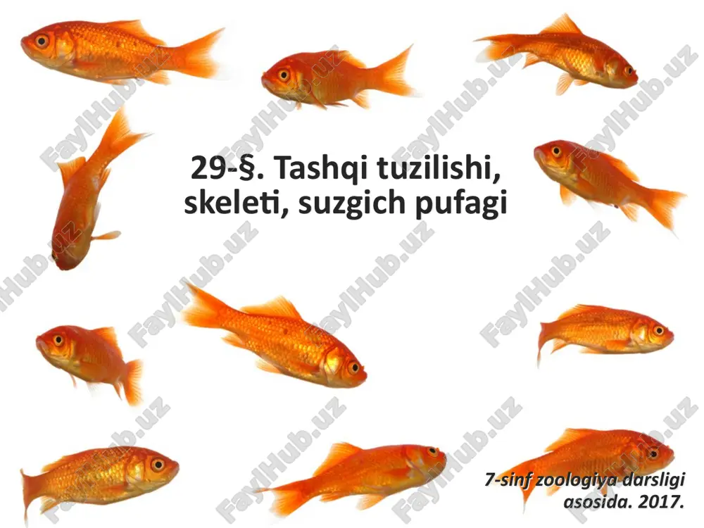 baliqlarning tashqi tuzilishi, skeleti, suzgich pufagi. 7- sinf — ZIP