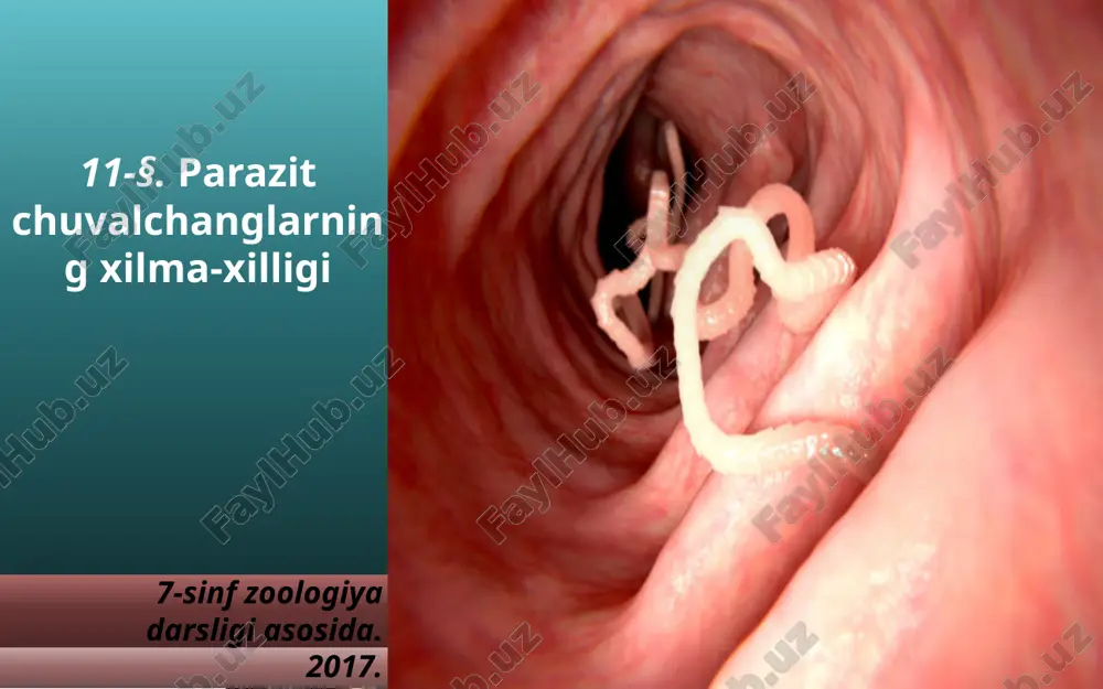 parazit chuvalchanglarning xilma-xilligi. 7- sinf — ZIP
