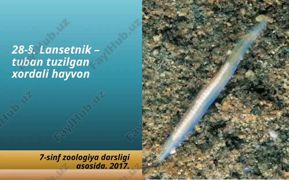 lansetnik – tuban tuzilgan xordali hayvon. 7- sinf — ZIP