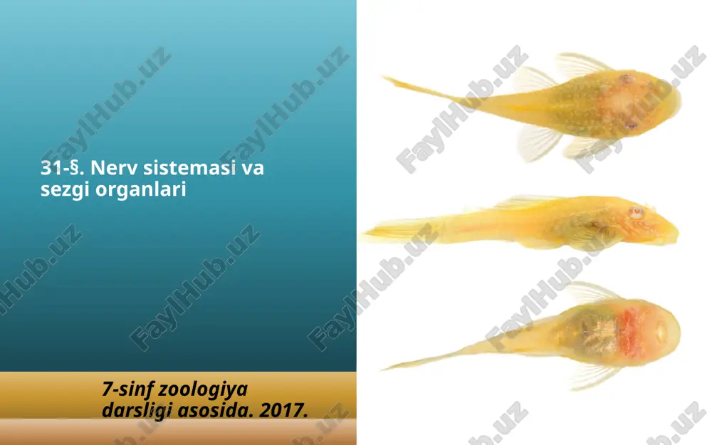 nerv sistemasi va sezgi organlari. 7- sinf — ZIP