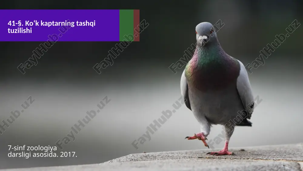 ko‘k kaptarning tashqi tuzilishi. 7- sinf — ZIP