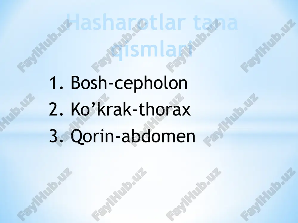 hasharotlar tana qismlari — PPTX