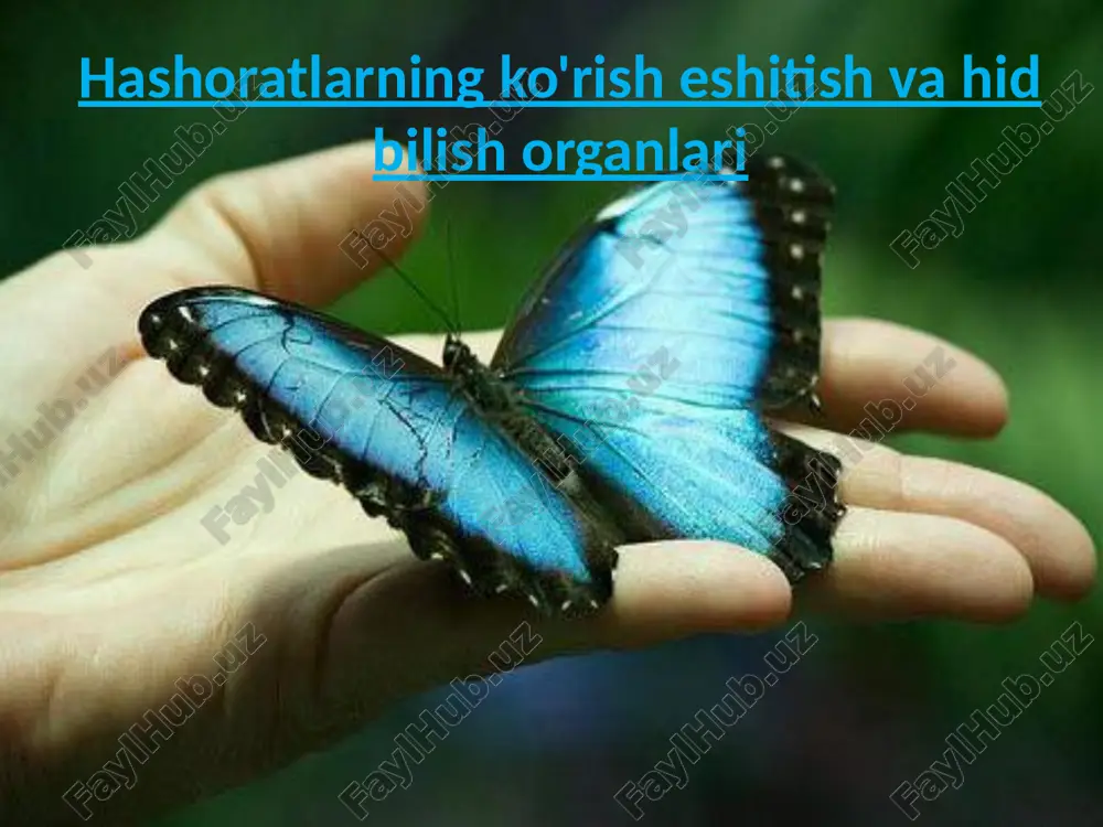 hashoratlarning ko'rish eshitish va hid bilish organlari — PPTX
