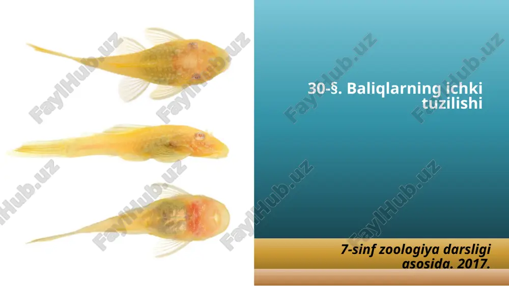 baliqlarning ichki tuzilishi. 7- sinf — PPTX