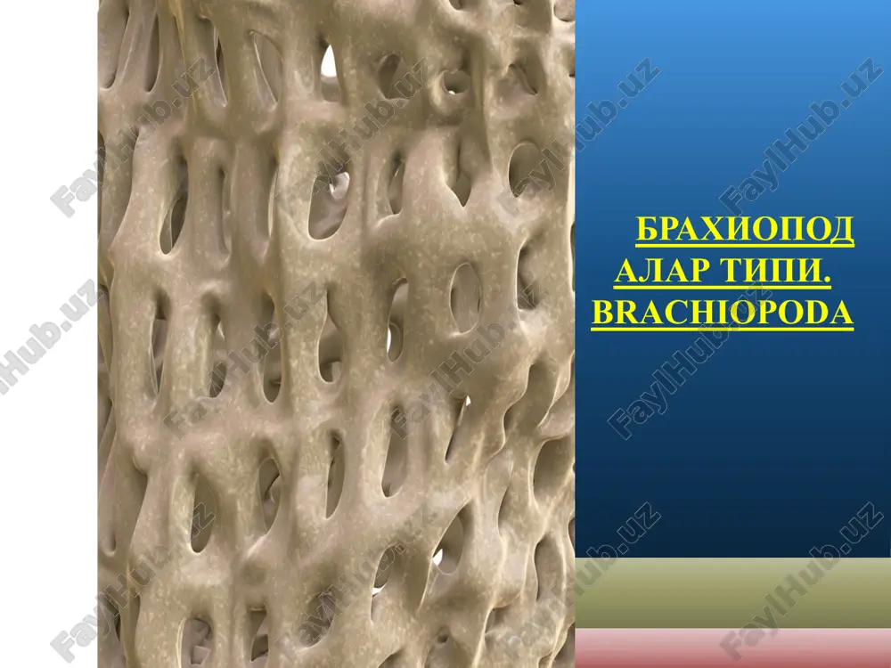 брахиоподалар типи. brachiopoda — PPTX