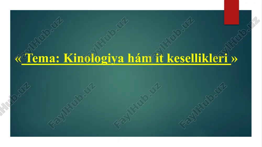 kinologiya hám it kesellikleri — PPTX