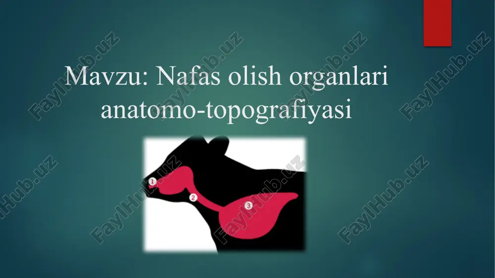 nafas olish organlari anatomo-topografiyasi — PPTX