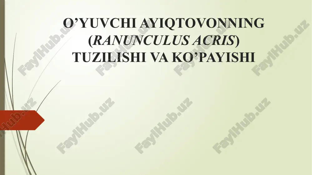 o’yuvchi ayiqtovonning (ranunculus acris) tuzilishi va ko’payishi — PPTX