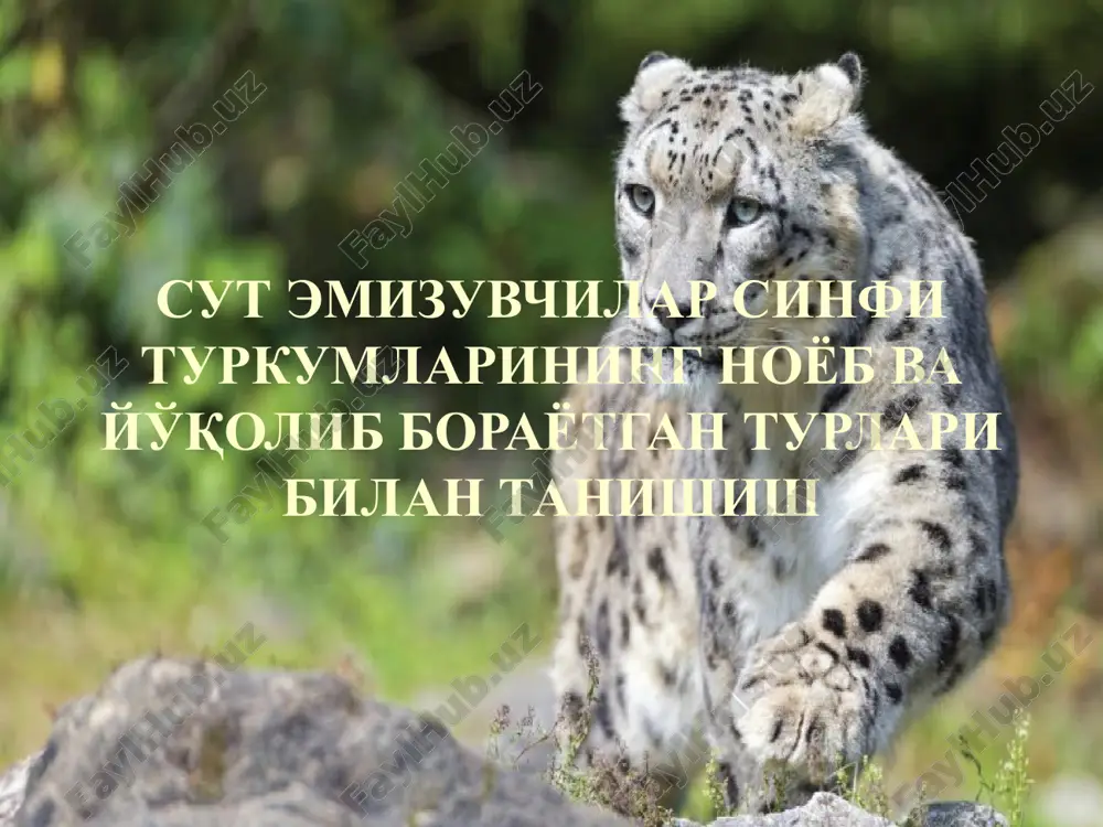 сут эмизувчилар синфи туркумларининг ноёб ва йўқолиб бораётган турлари билан танишиш — PPTX