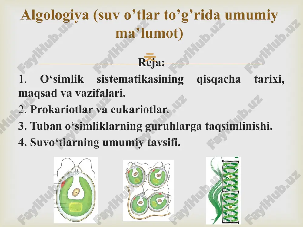 algologiya (suv o’tlar to’g’rida umumiy ma’lumot) — PPTX