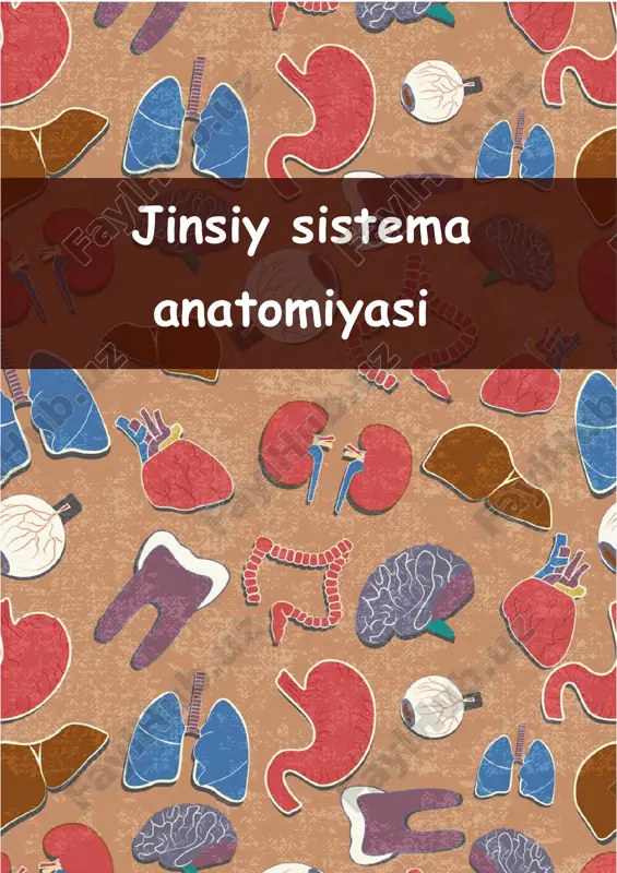 jinsiy sistema anatomiyasi — PDF