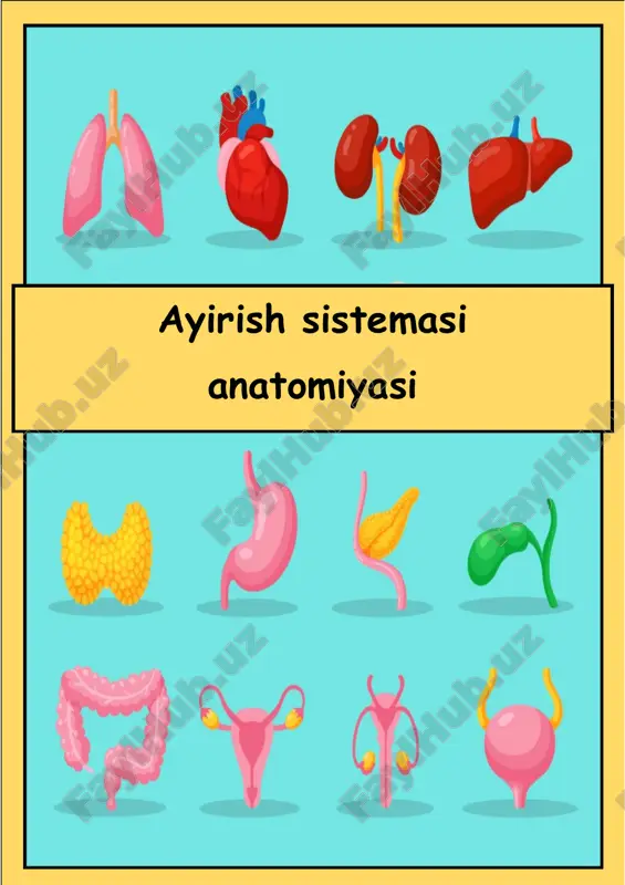 ayirish sistemasi anotomiyasi — PDF