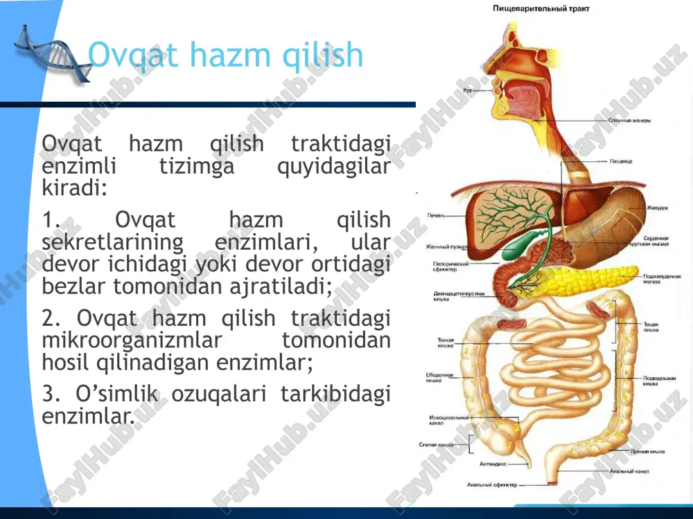 ovqat hazm qilish pishevaritelnaya sistema cheloveka — PPTX