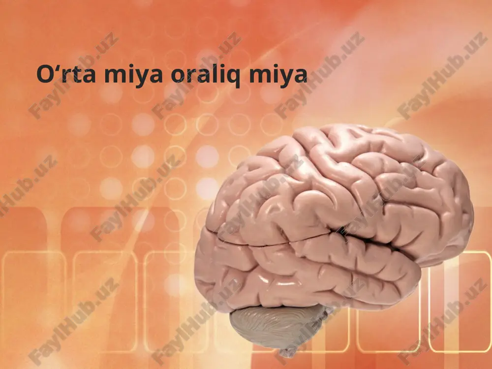 o'rta miya va bosh miyaning tuzilishi hamda funksiyasi — PPTX