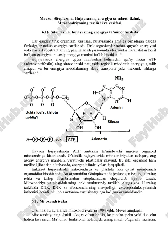 sitoplazma va mitoxondriyaning energiya ta’minoti — DOC