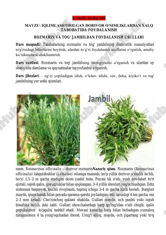 rozmarin va tog' jambil — PDF