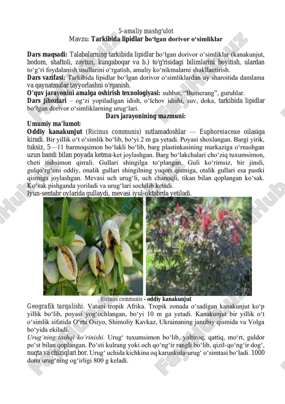 oddiy kanakunjut (ricinus communis) — PDF