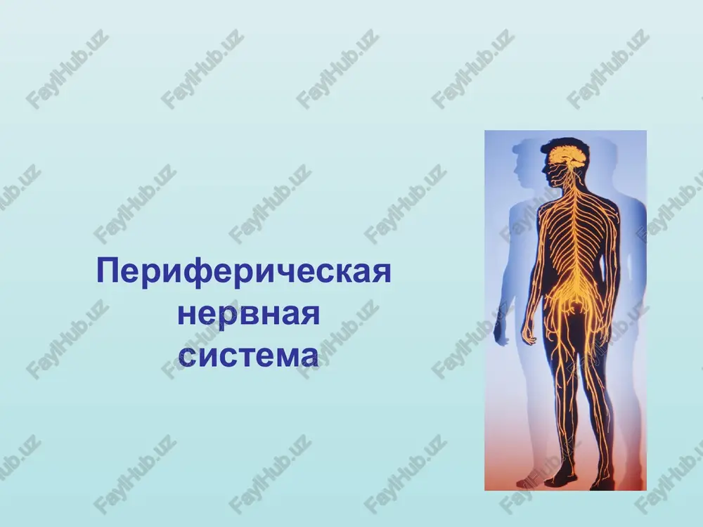 perifericheskaya nervnaya sistema — PPTX