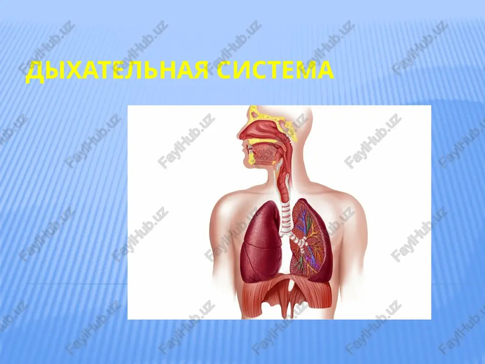 dixatelnaya sistema — PPTX