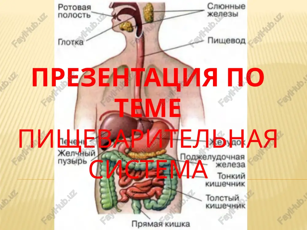 prezentatsiya po teme "pishevaritelnaya sistema" — PPTX