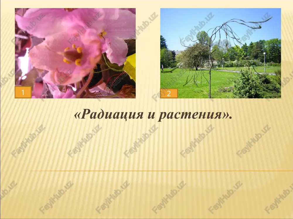 radiatsiya i rasteniya — PPT
