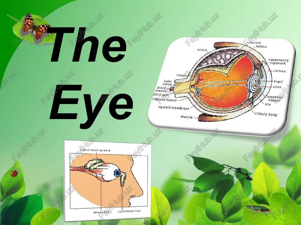 theeye — PPT