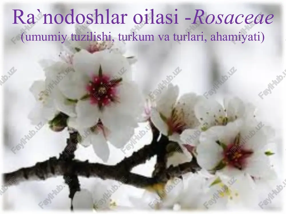 ra`nodoshlaroilasi-rosaceae — PPTX