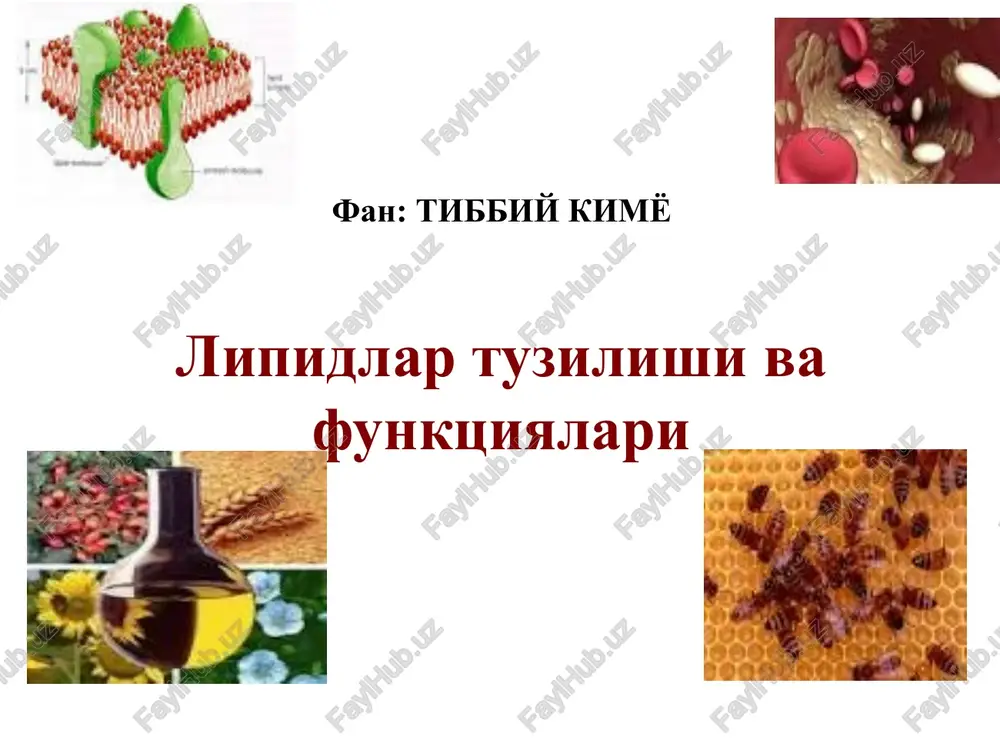 lipidlar tuzilishi va funktsiyalari — PPTX