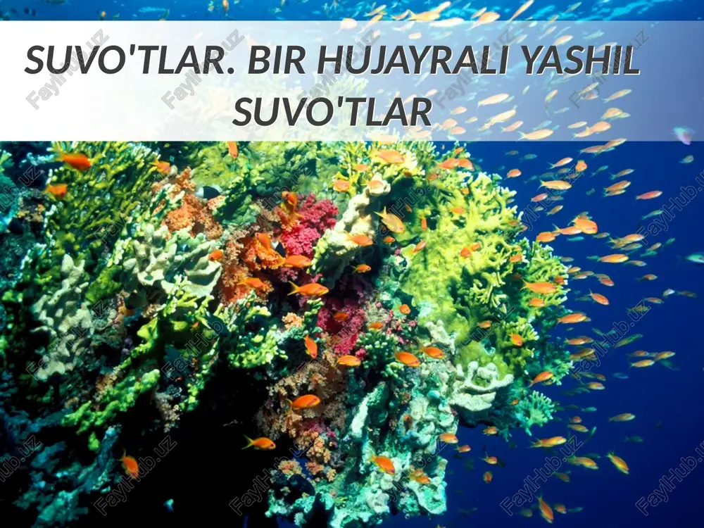 suvo'tlar. bir hujayrali yashil suvo'tlar — PPTX