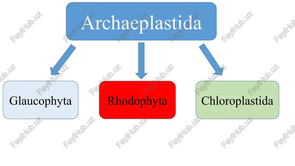 archaeplastida — PPTX