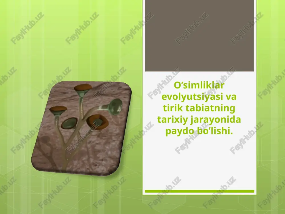 o’simliklar evolyutsiyasi — PPT