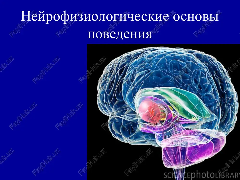 neyrofiziologicheskie osnovi povedeniya — PPTX
